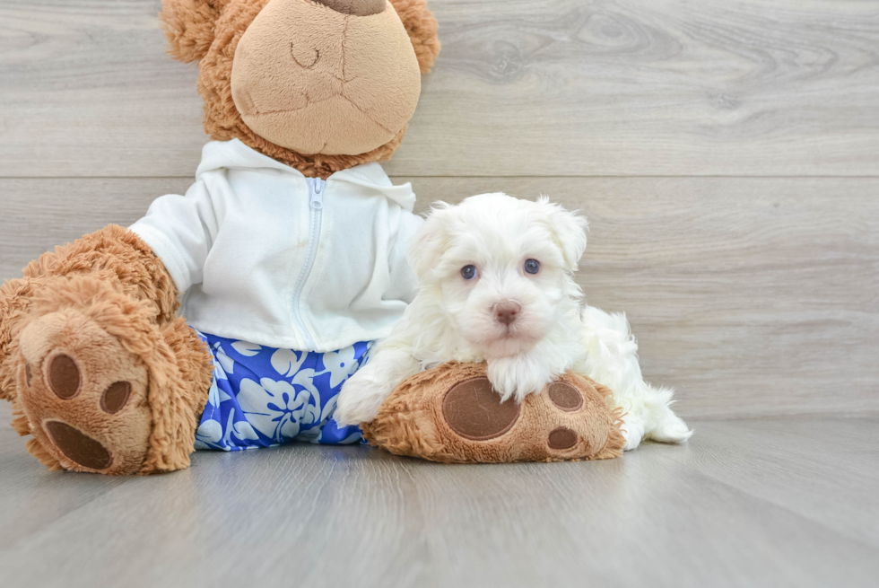 Havanese Pup Being Cute