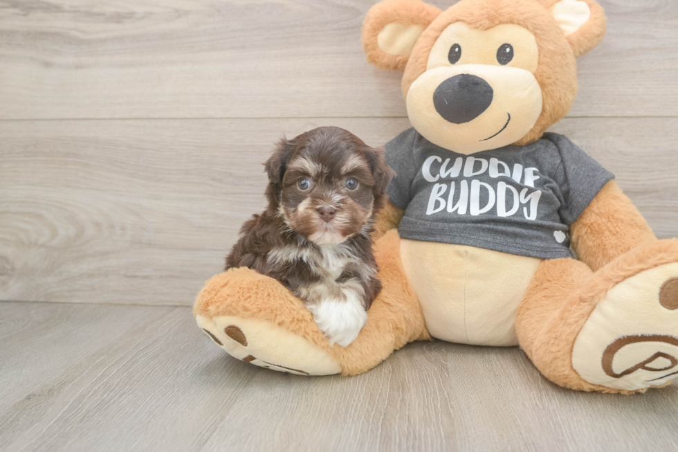 Havanese Pup Being Cute
