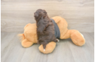 Playful Havanese Purebred Pup