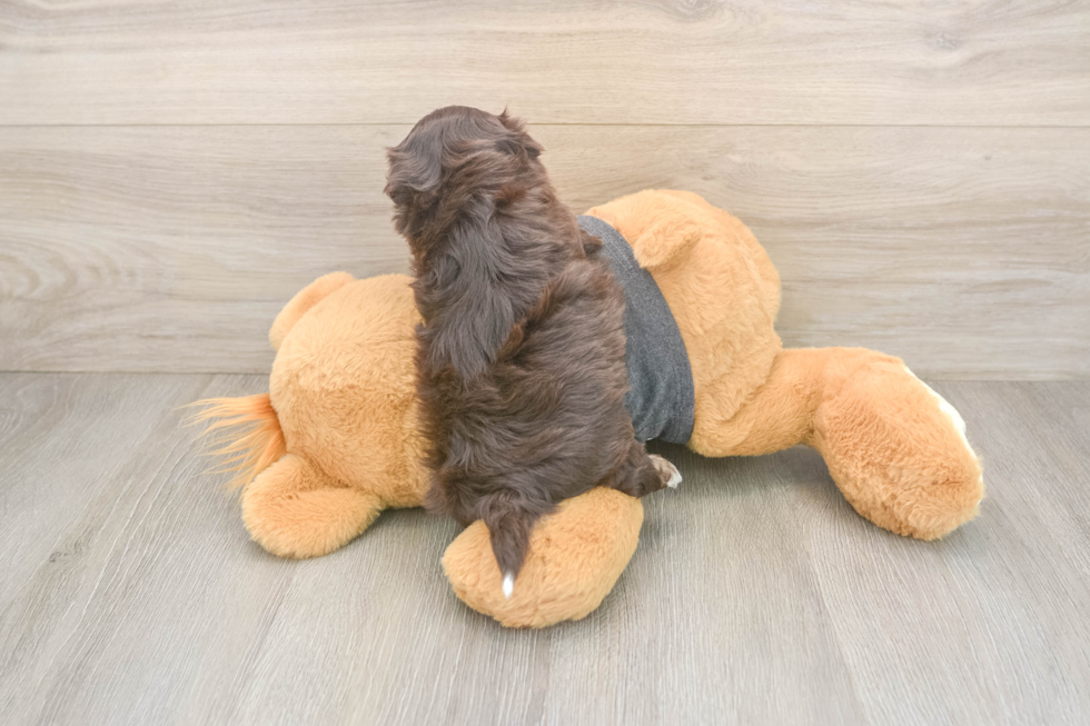 Playful Havanese Purebred Pup