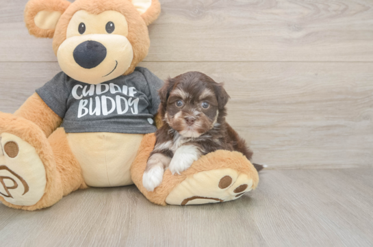 Best Havanese Baby