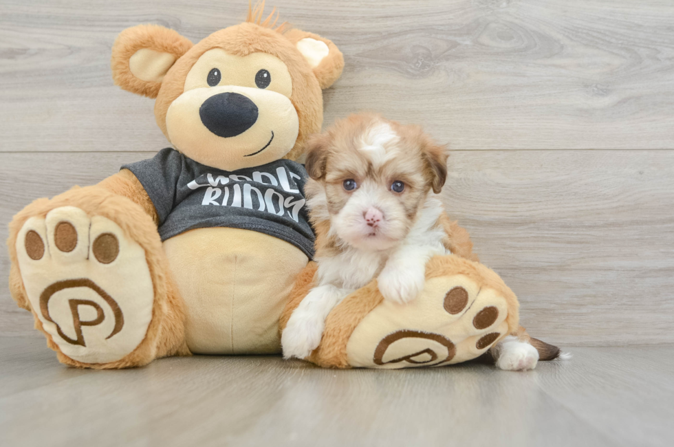 5 week old Havanese Puppy For Sale - Windy City Pups
