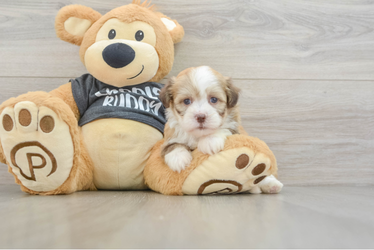 Havanese Pup Being Cute