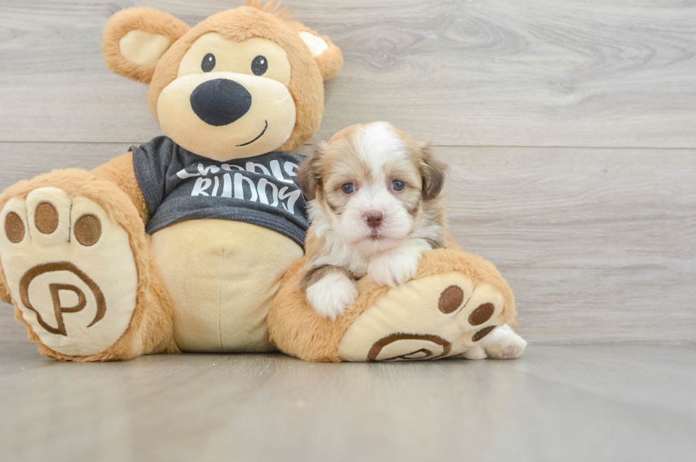 5 week old Havanese Puppy For Sale - Windy City Pups