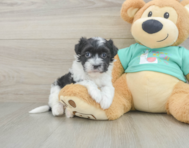 7 week old Havanese Puppy For Sale - Windy City Pups