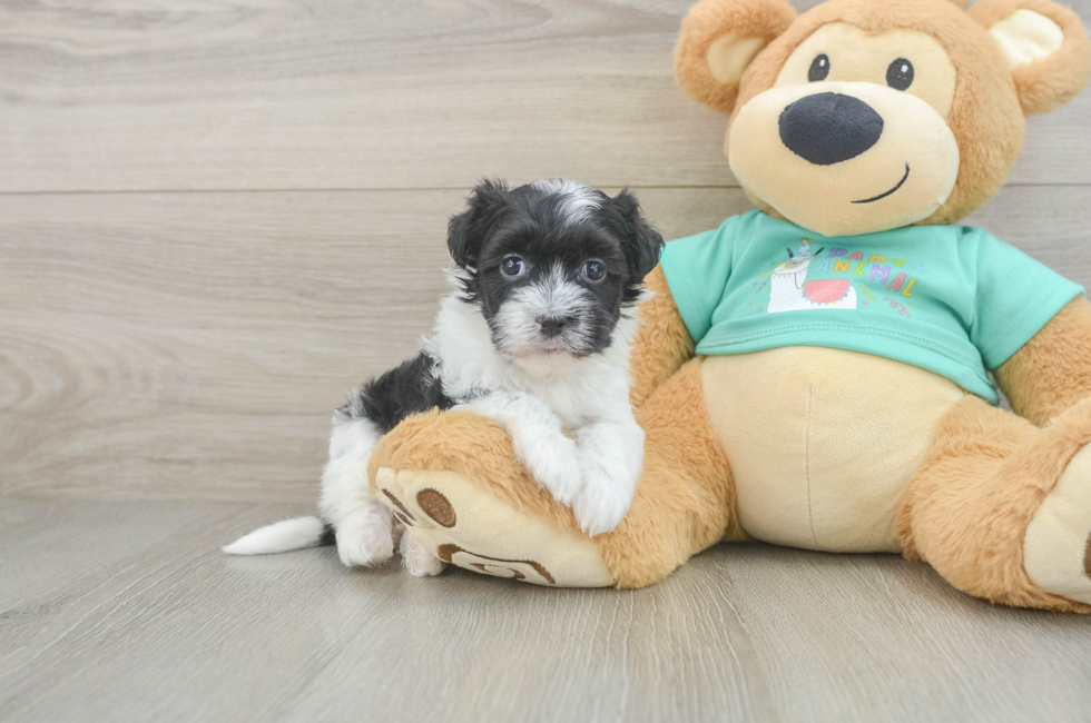 5 week old Havanese Puppy For Sale - Windy City Pups