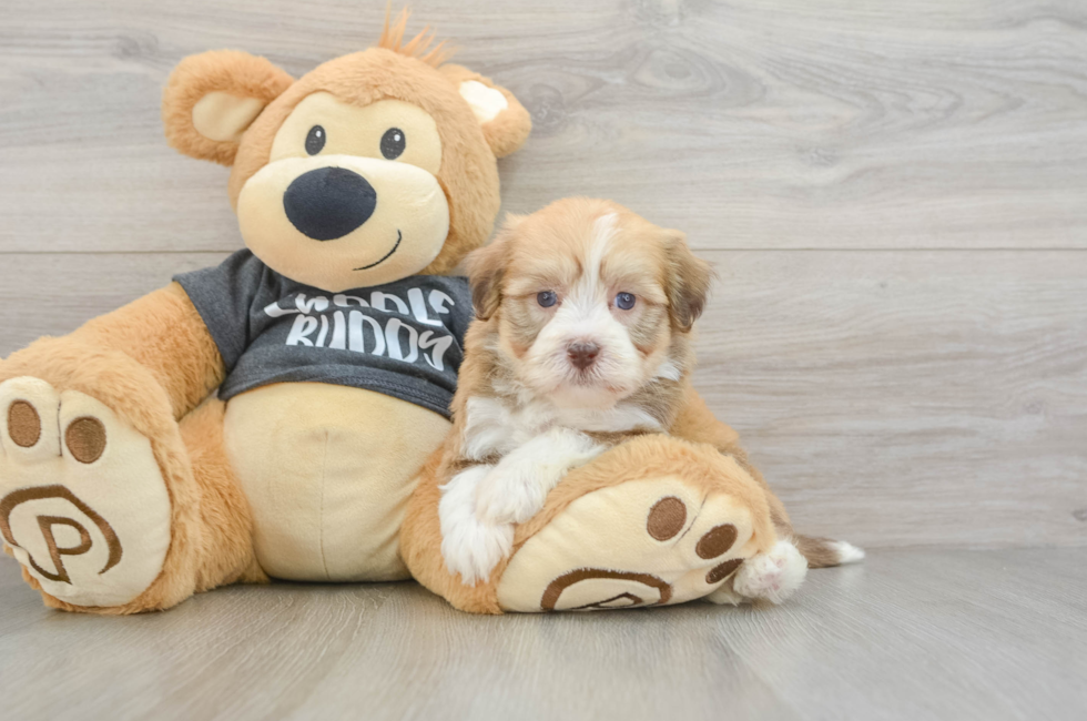 7 week old Havanese Puppy For Sale - Windy City Pups