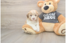 Havanese Pup Being Cute