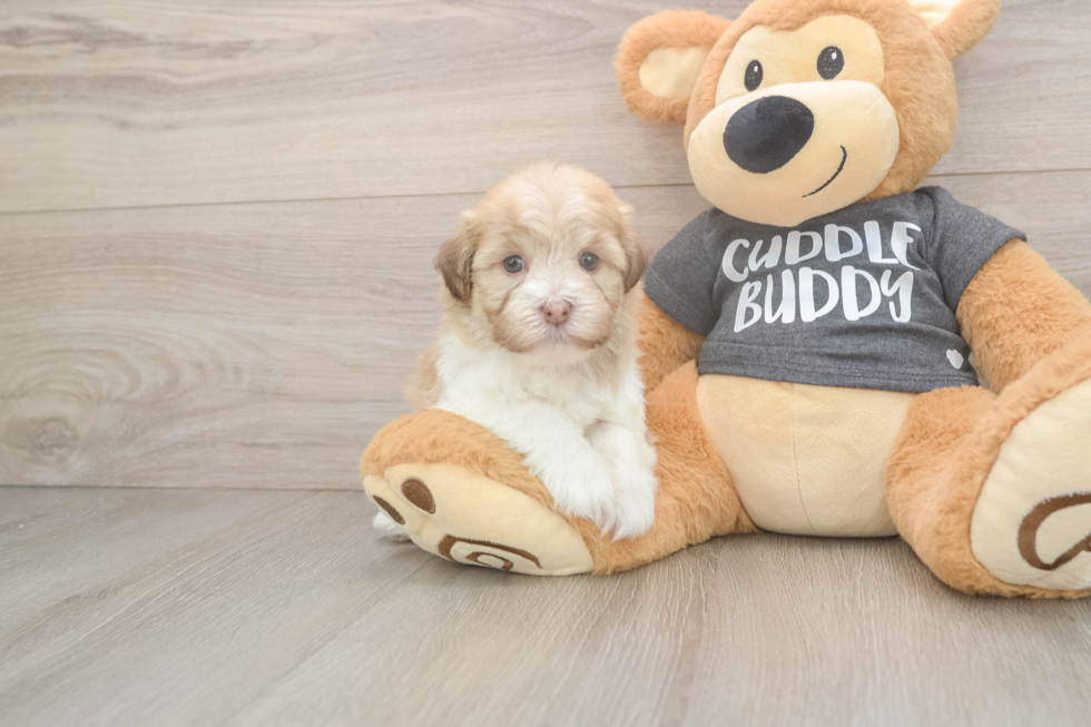 Havanese Pup Being Cute