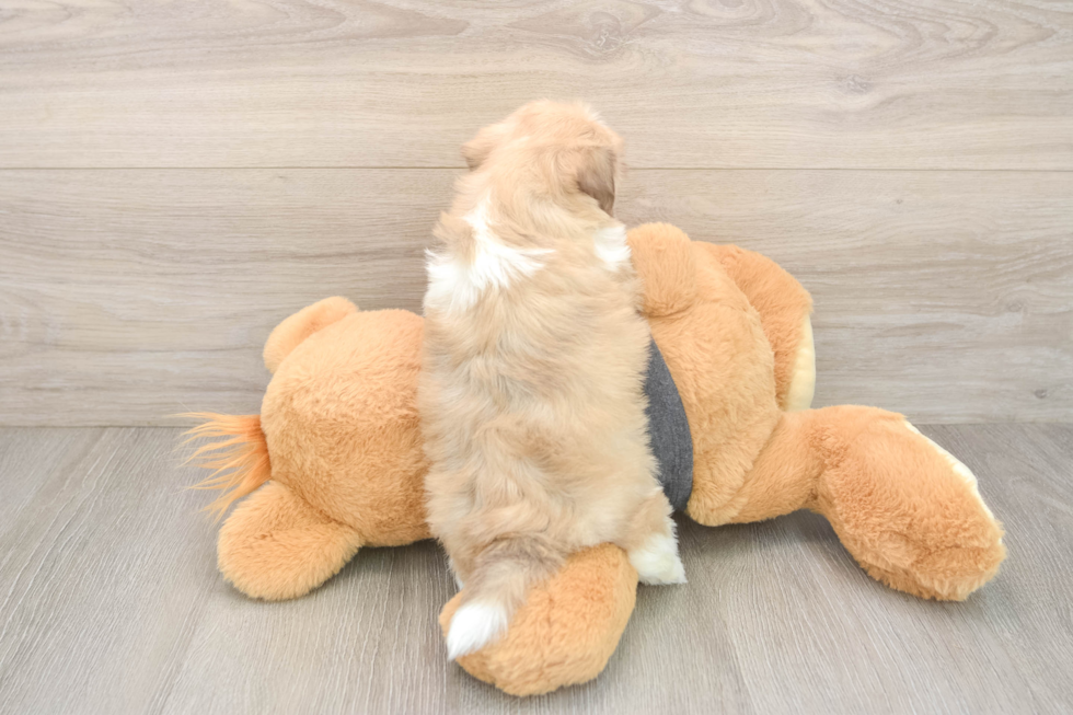 Happy Havanese Cuban Bichon Purebred Puppy