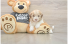 Happy Bichon Habanero Purebred Puppy