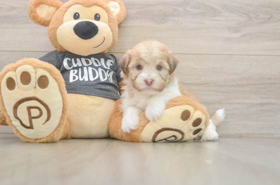 Happy Bichon Habanero Purebred Puppy