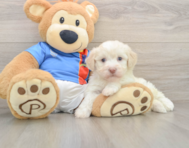6 week old Havanese Puppy For Sale - Windy City Pups