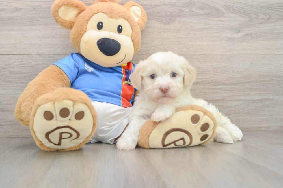 Havanese Puppy for Adoption