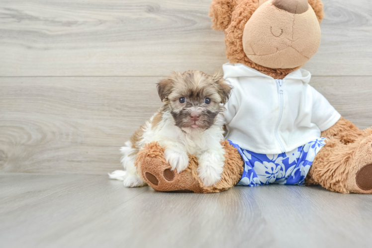 Popular Havanese Purebred Pup