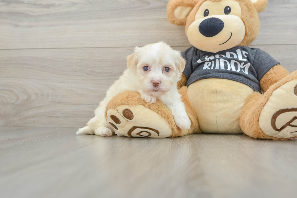 Funny Havanese Baby