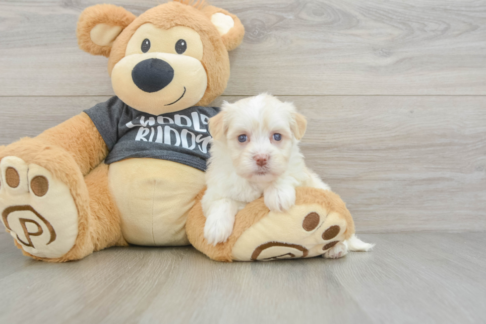 Havanese Puppy for Adoption