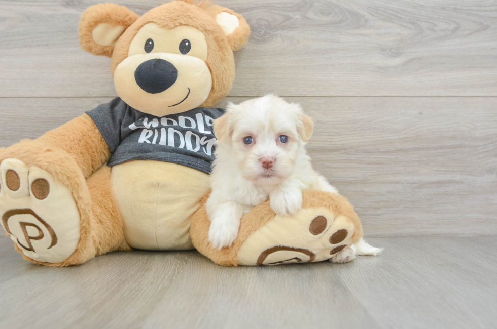 5 week old Havanese Puppy For Sale - Windy City Pups
