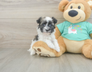7 week old Havanese Puppy For Sale - Windy City Pups
