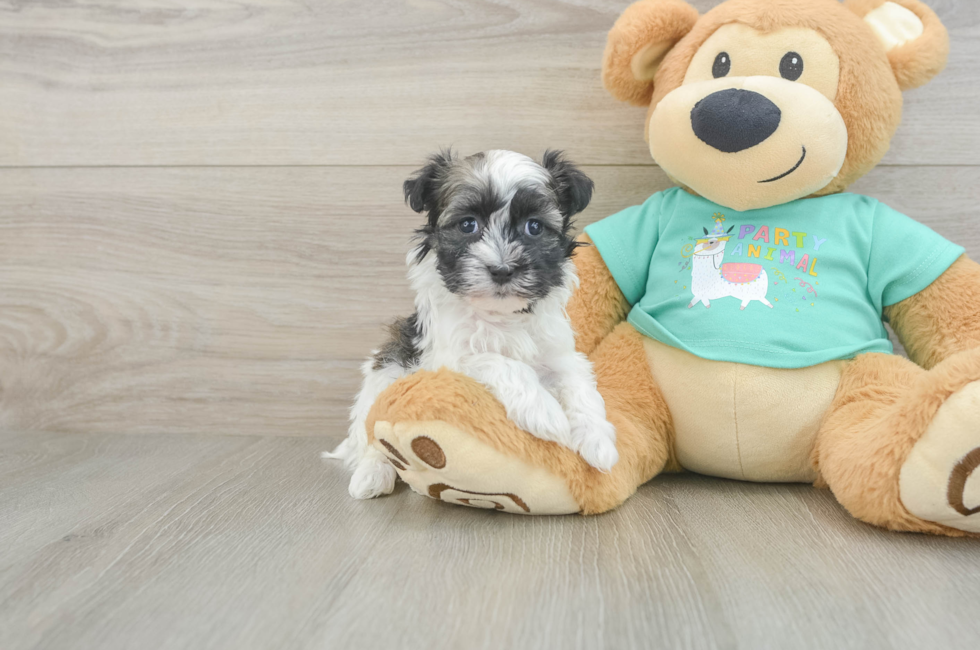 5 week old Havanese Puppy For Sale - Windy City Pups