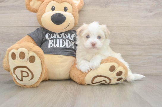 Best Havanese Baby