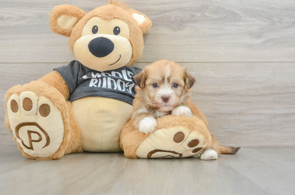 5 week old Havanese Puppy For Sale - Windy City Pups