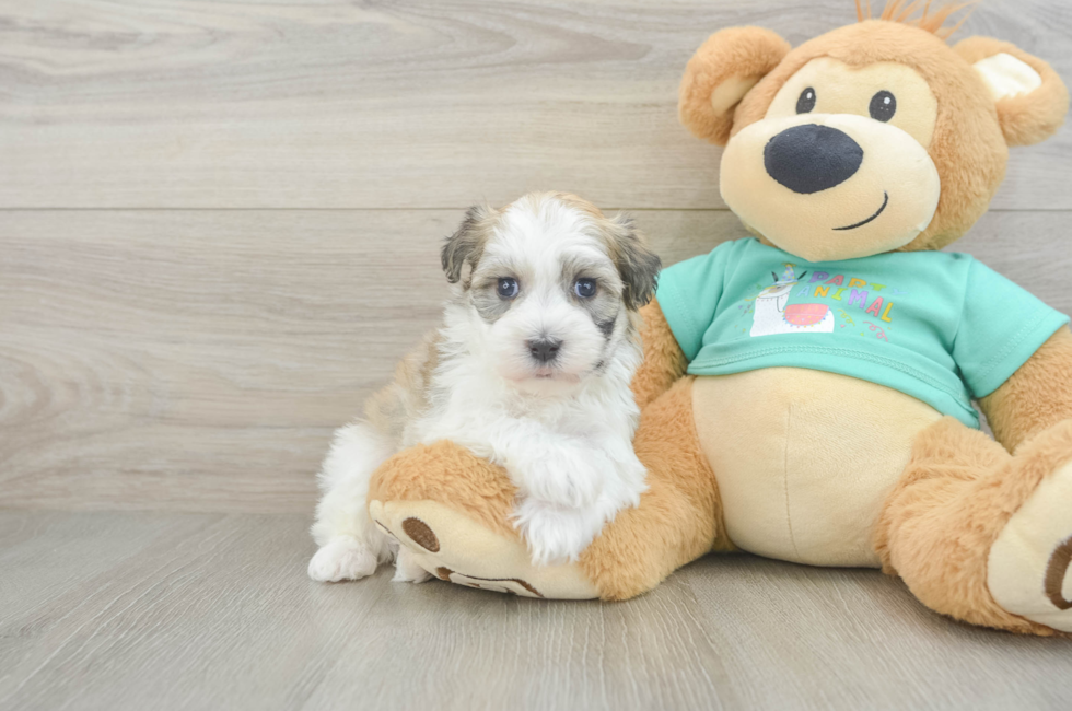 5 week old Havanese Puppy For Sale - Windy City Pups