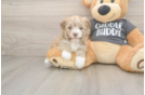 Havanese Puppy for Adoption