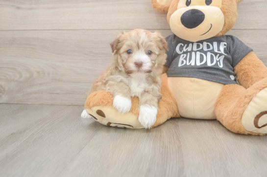Havanese Puppy for Adoption