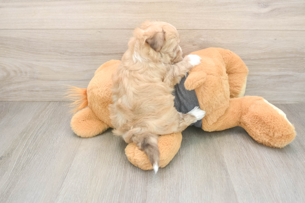 Popular Havanese Baby