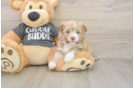 Havanese Puppy for Adoption