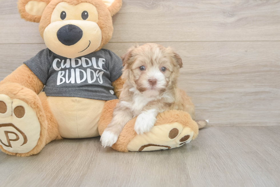 Havanese Puppy for Adoption
