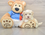 6 week old Havanese Puppy For Sale - Windy City Pups