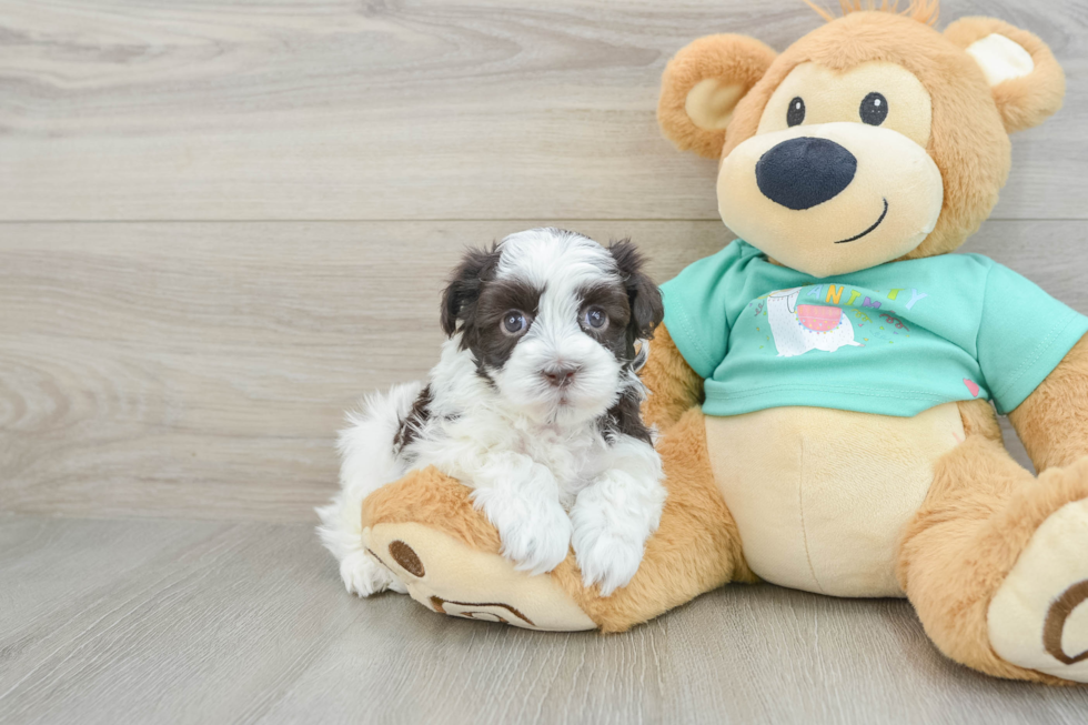 Small Havanese Purebred Pup
