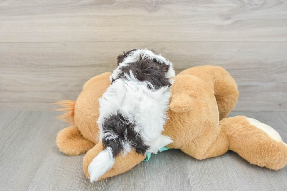 Little Havanese Baby