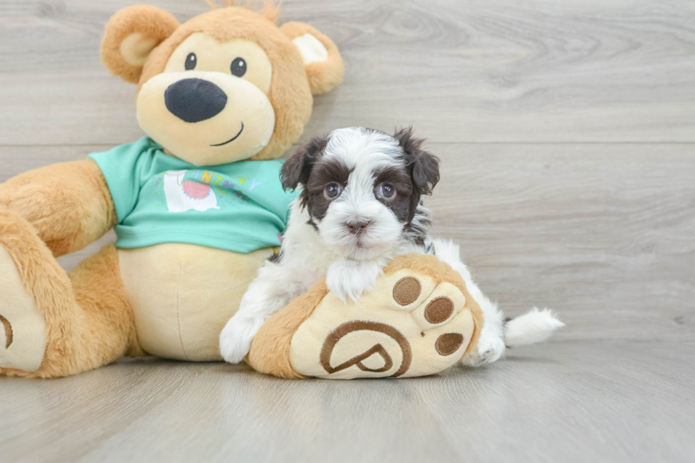 Havanese Pup Being Cute