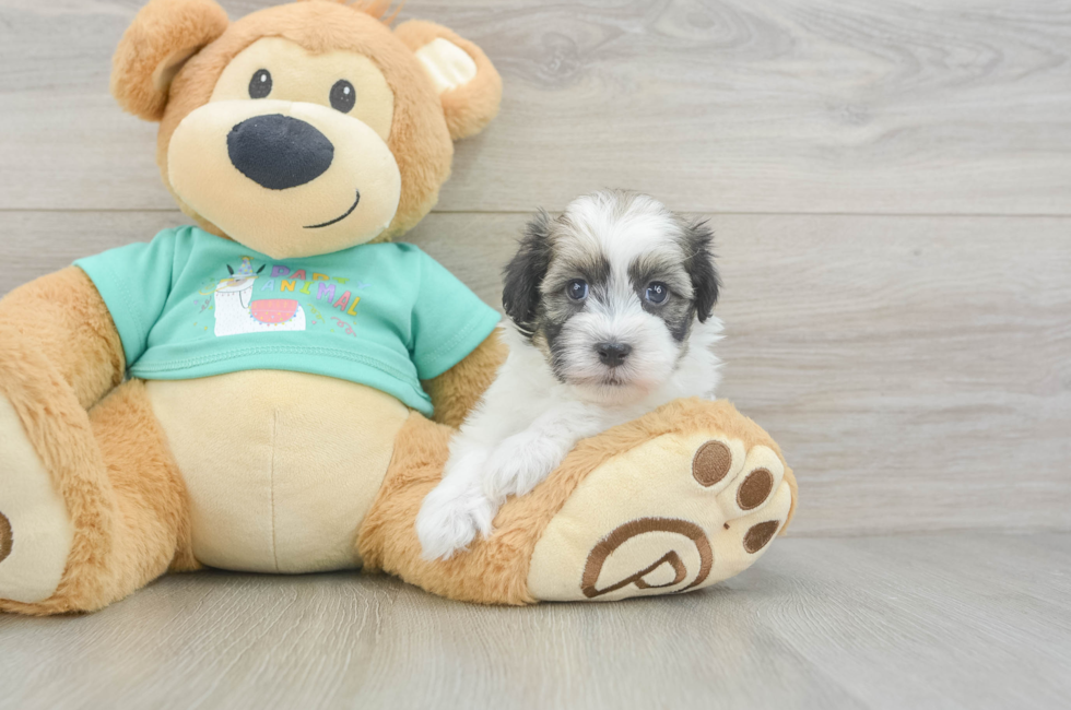 5 week old Havanese Puppy For Sale - Windy City Pups