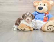 5 week old Havanese Puppy For Sale - Windy City Pups