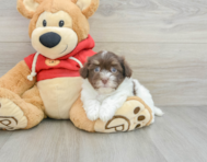 8 week old Havanese Puppy For Sale - Windy City Pups