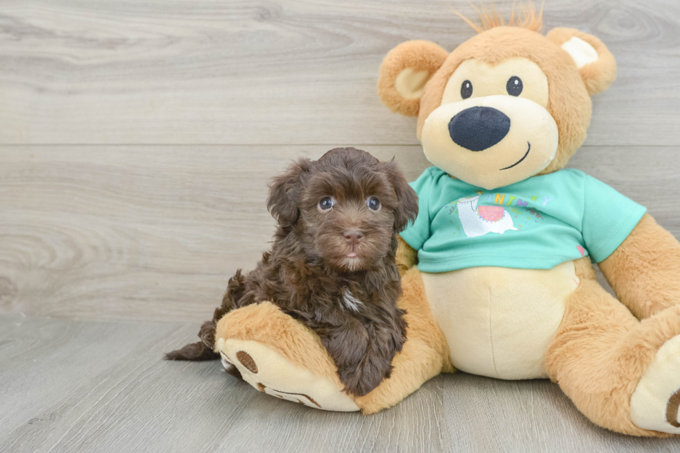Havanese Puppy for Adoption
