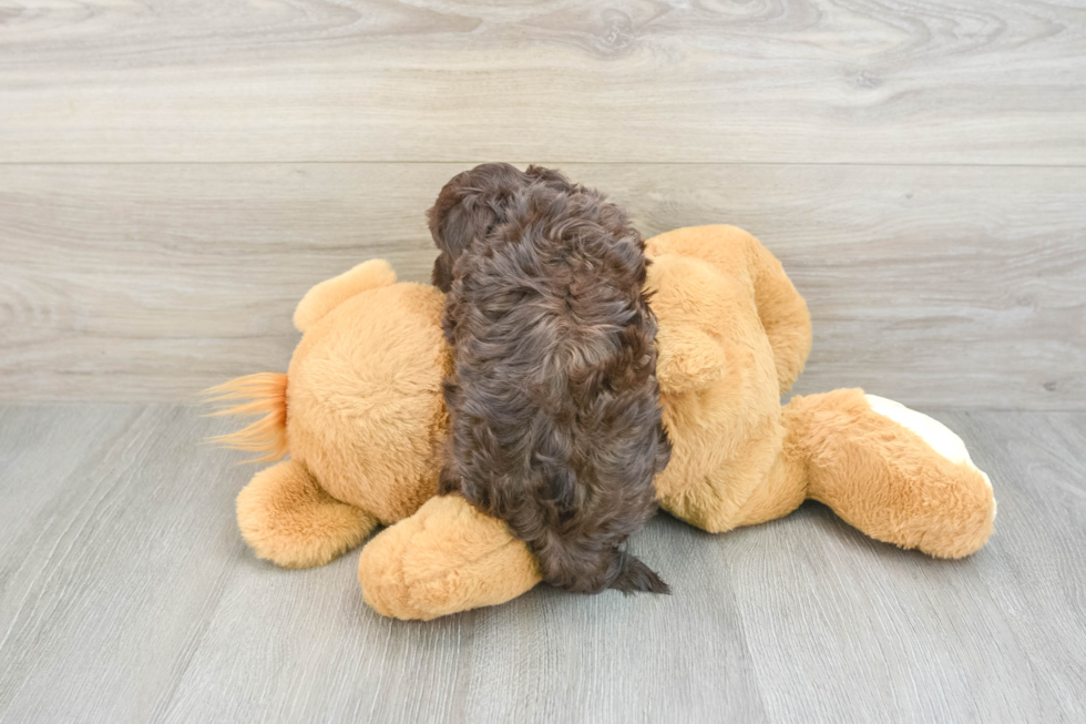 Hypoallergenic Havanese Purebred Pup