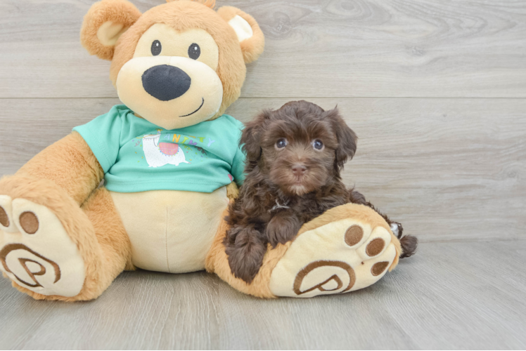 Havanese Puppy for Adoption