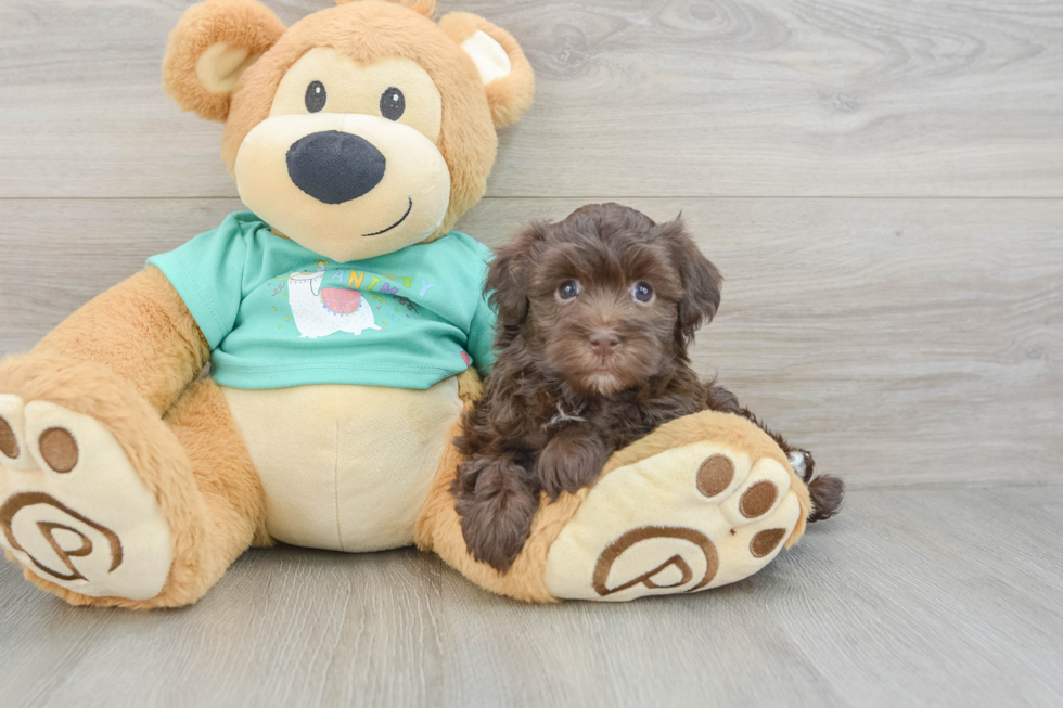 Havanese Puppy for Adoption