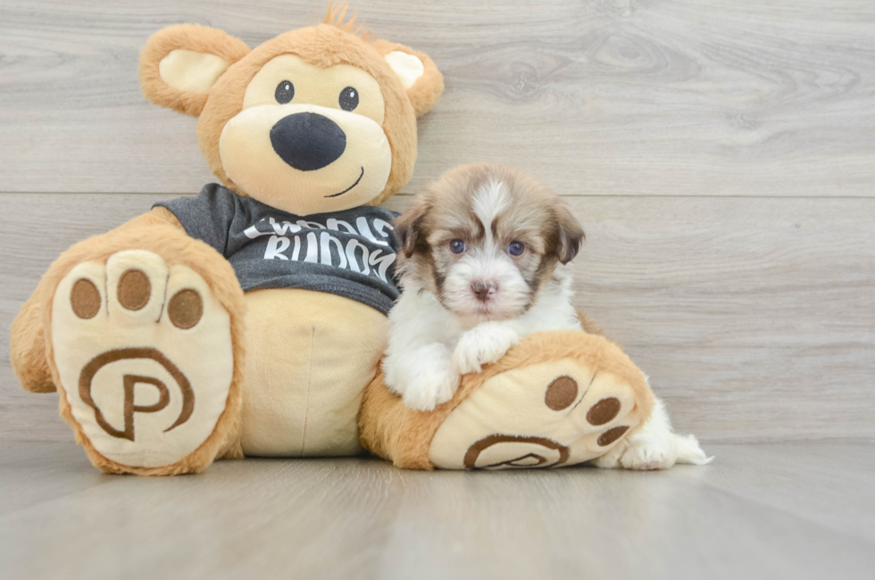 5 week old Havanese Puppy For Sale - Windy City Pups