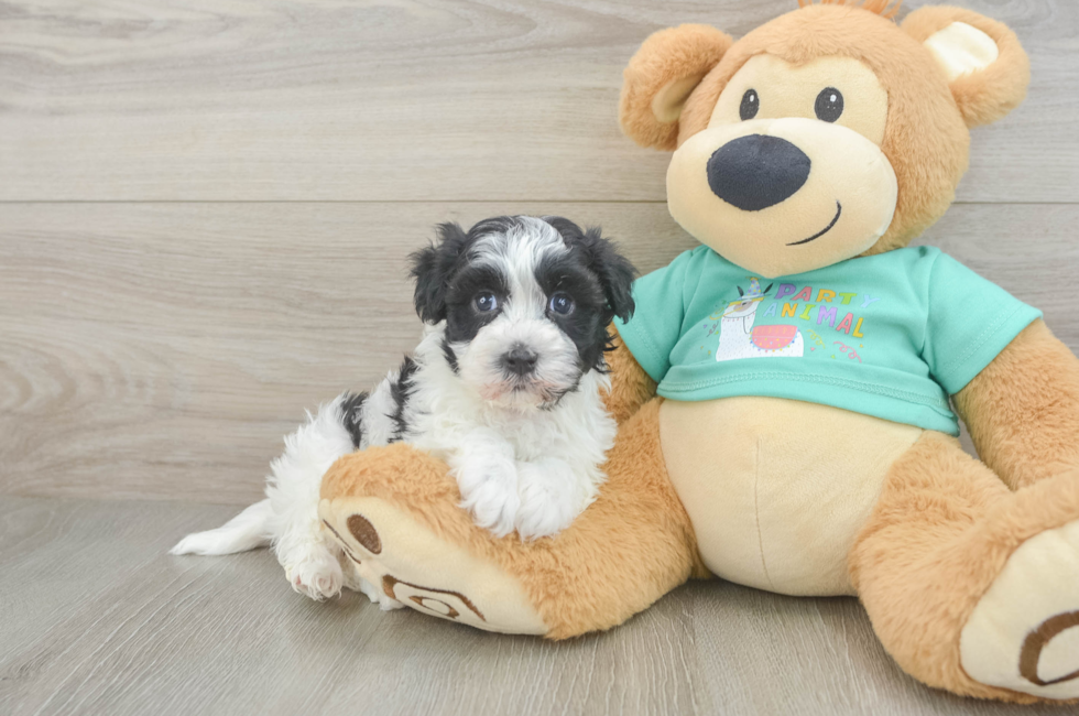7 week old Havanese Puppy For Sale - Windy City Pups