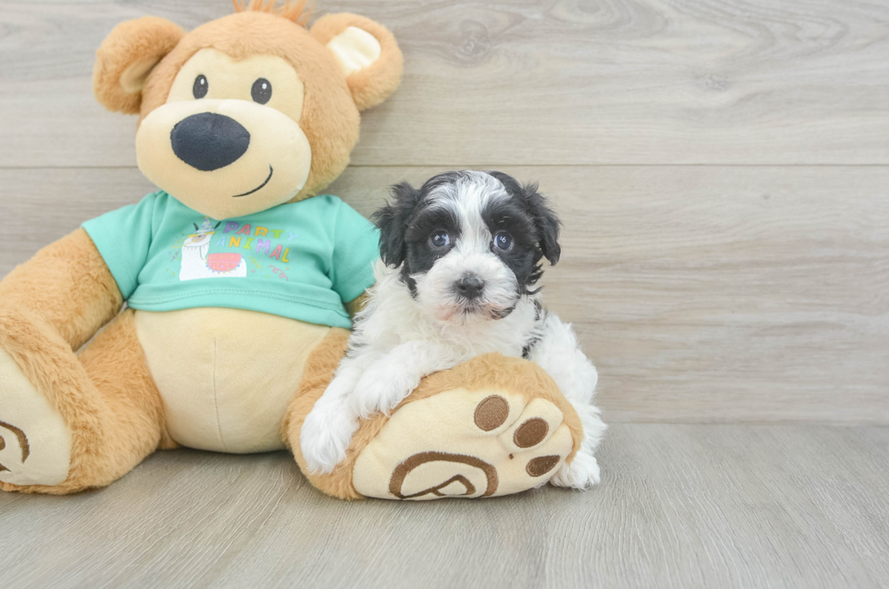 5 week old Havanese Puppy For Sale - Windy City Pups