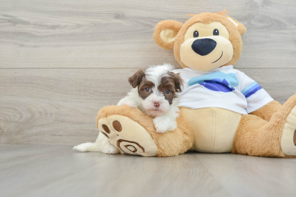 Friendly Havanese Purebred Pup