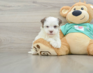 7 week old Havanese Puppy For Sale - Windy City Pups