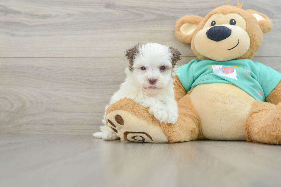 6 week old Havanese Puppy For Sale - Windy City Pups