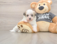 5 week old Havanese Puppy For Sale - Windy City Pups